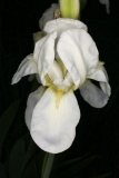 Iris germanica 'Florentina' RCP4-11 058.JPG